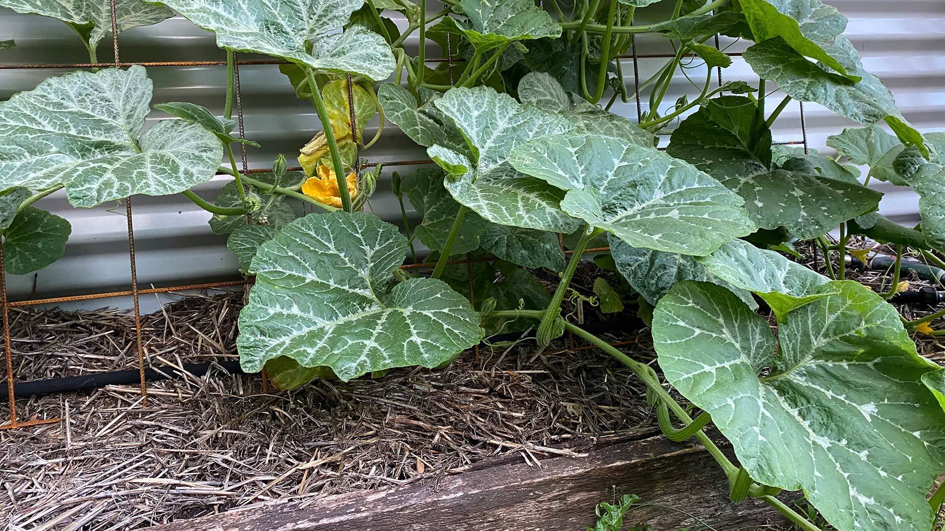 Castlemaine Coworking