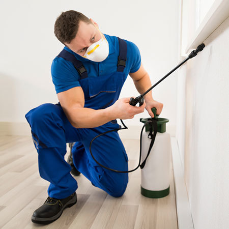 Pest Control Zirakpur