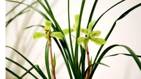 Printing Labels Machine for sale