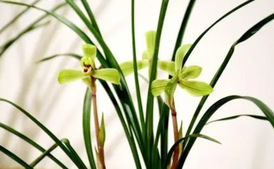 Printing Labels Machine for sale