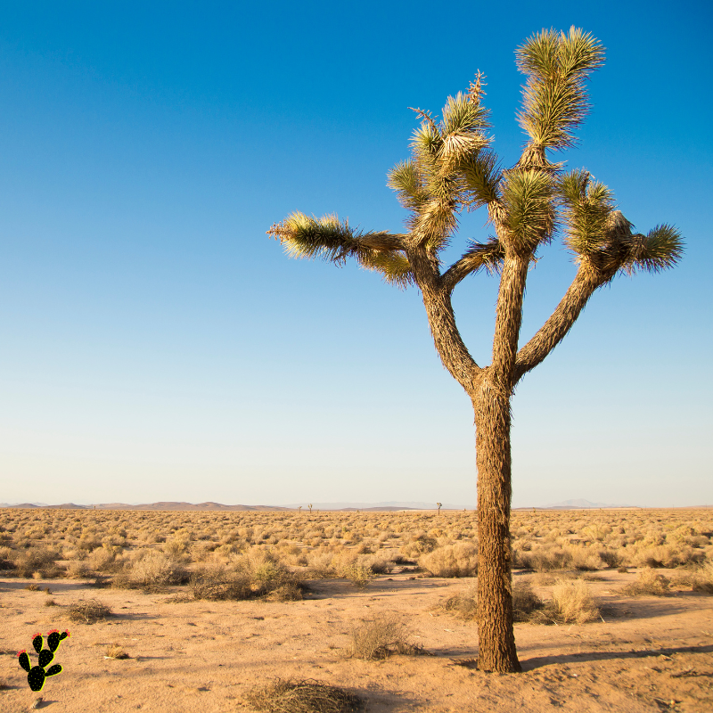 Black Cactus Co-Working