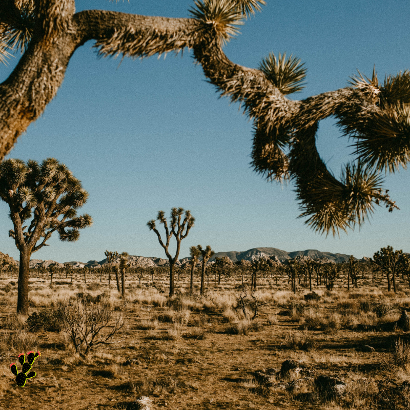 Black Cactus Co-Working