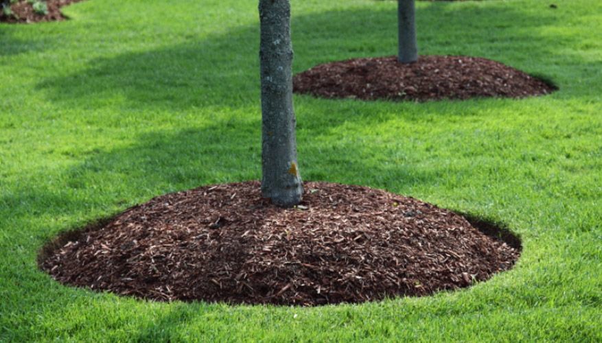 Northern Tree Services