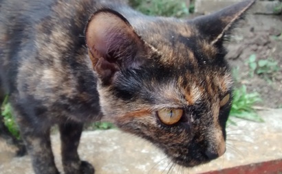 Membresía Membresía