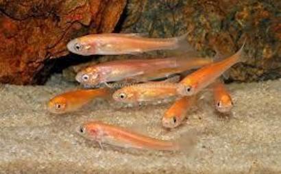 fish world