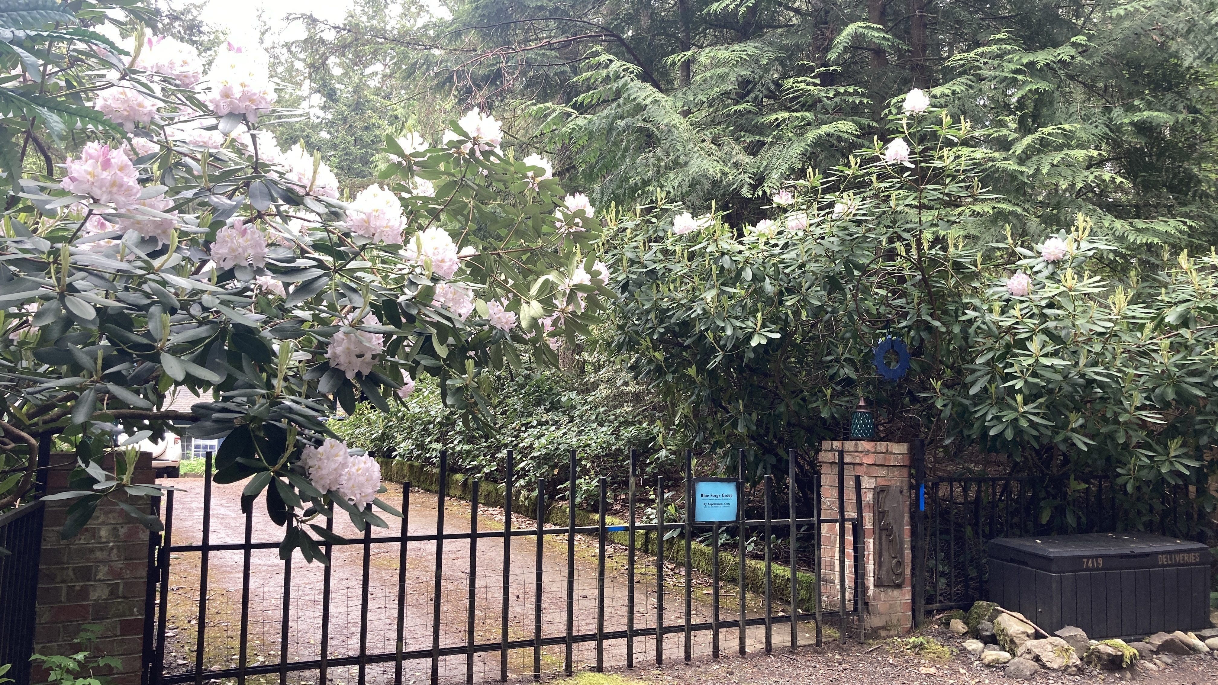 The Forest Cathedral
