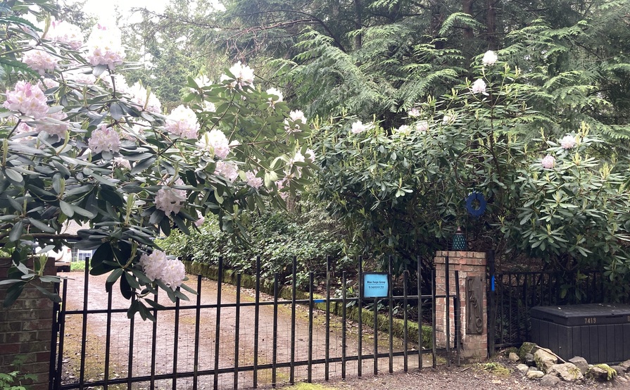 The Forest Cathedral