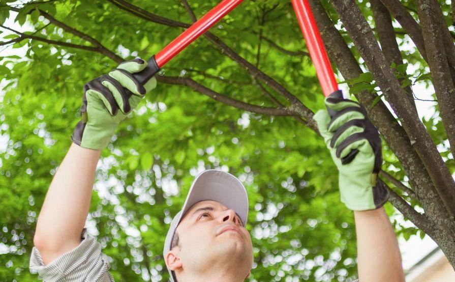 A1 Tree Service