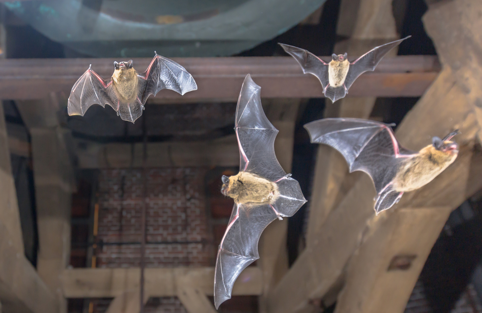 Exclusive Batproofing Inc.