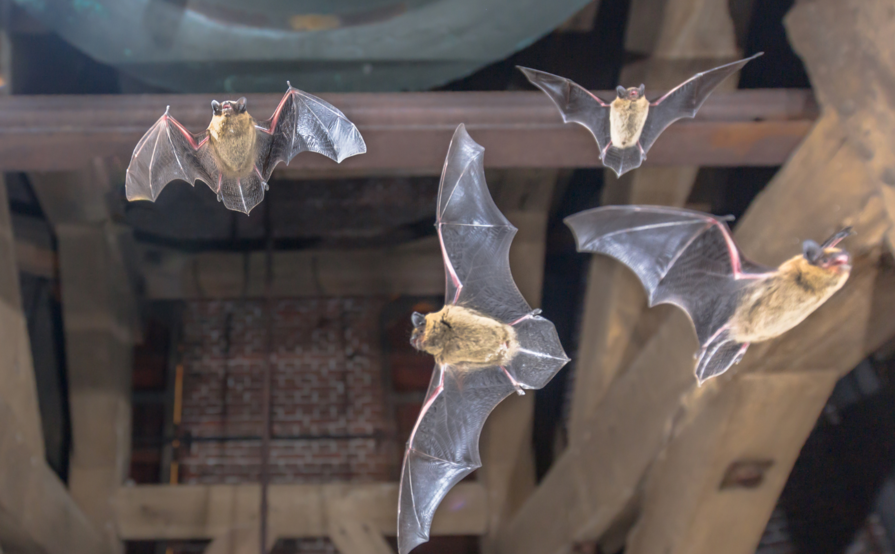 Exclusive Batproofing Inc.