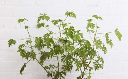 Desks at Winkley Studios Desks at Winkley Studios