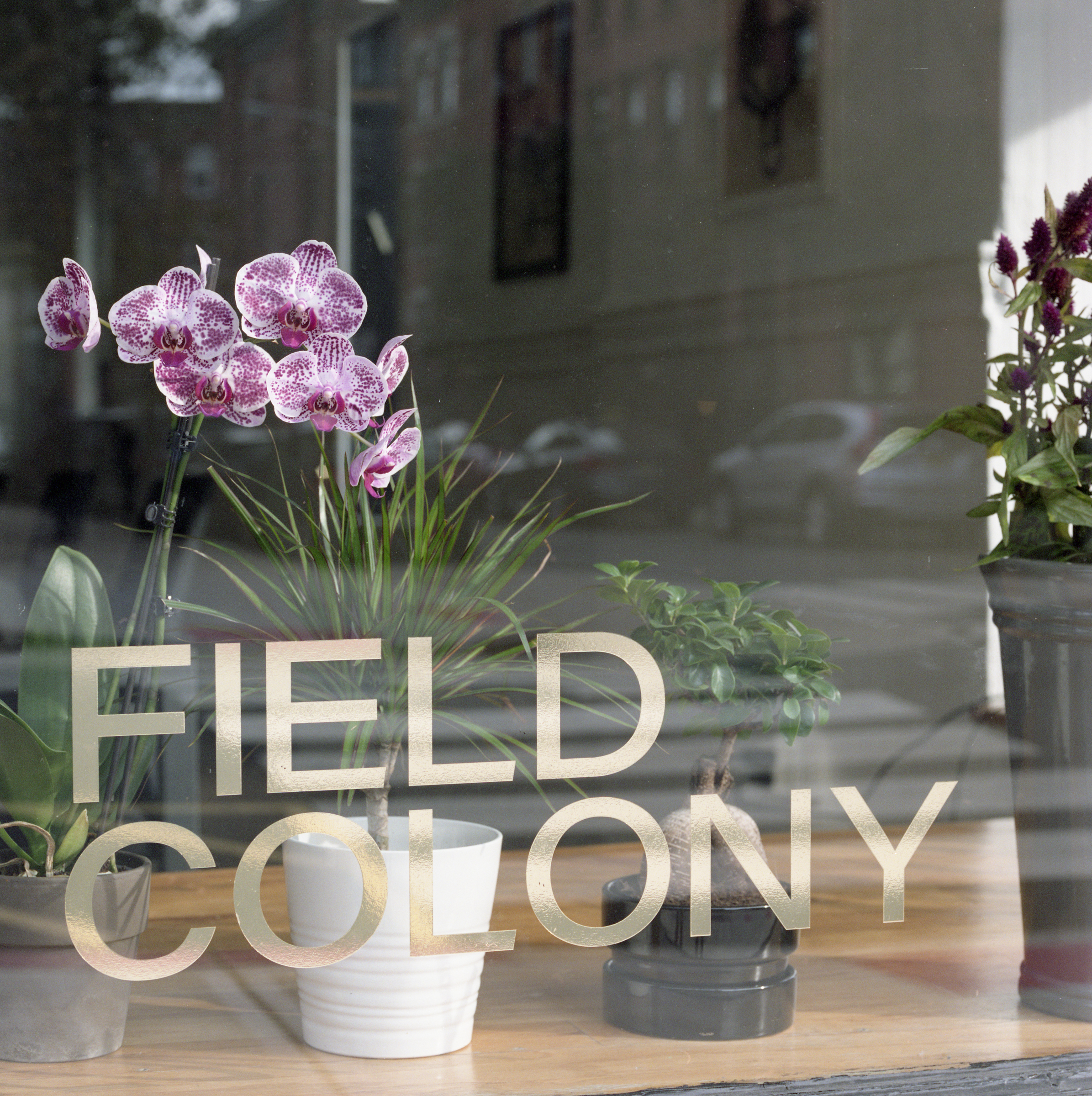 Field  Colony