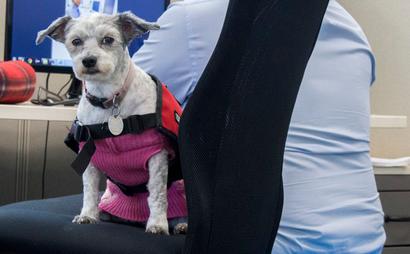 Private offices available.   Dog friendly.   