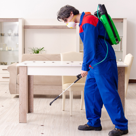 Melbourne Spider Pest Control