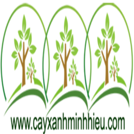 Cây Bàng Đài Loan