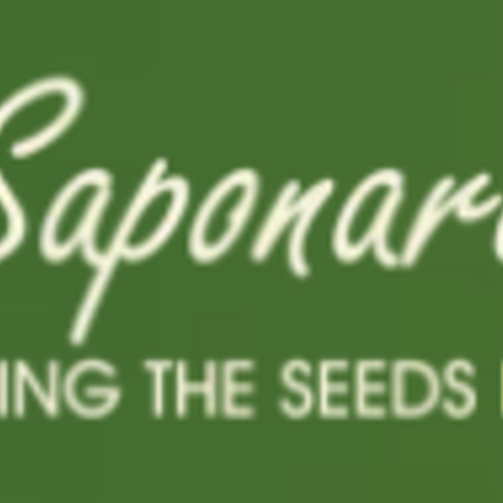 lsaponaro