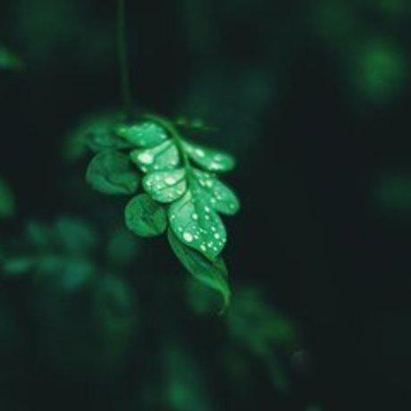 Eco-Green Cleaning And Maintenance