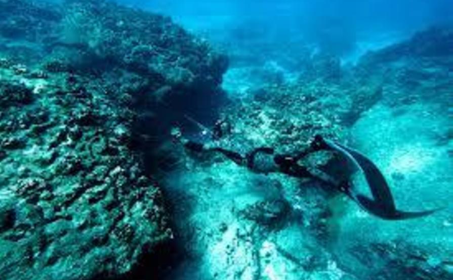 Spearfishing Equipment (Speargun, Wetsuit, Mask, Snorkel, Fins, Dive light, Lobster Gauge, etc)